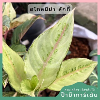 อโกลนีม่า ลัคกี้ aglonema lucky มาพร้อมกระถาง 6 นิ้ว