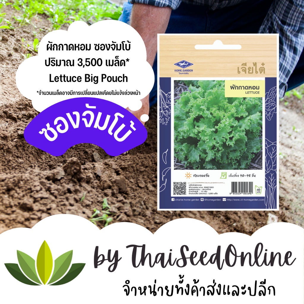 3/70 เมล็ดพันธุ์ ผักกาดหอมเมล็ดดำ ซองจัมโบ้ เพิ่มปริมาณมากกว่า 3 เท่า ผักสลัด