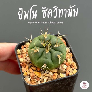 ยิมโน ซิควิทานัม Gymnocalycium Chiquitanum ไม้อวบน้ำ Cactus&amp;Succulent