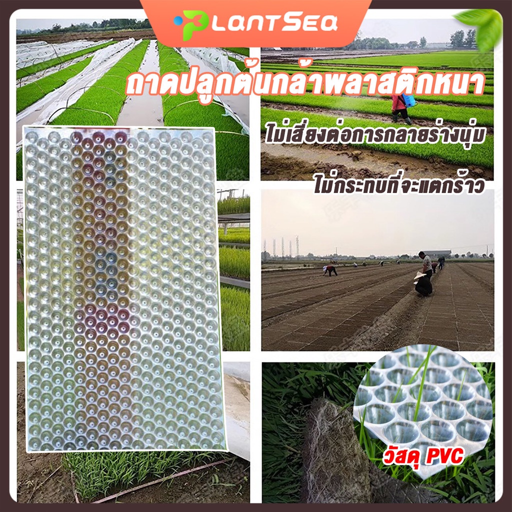 ถาดเพาะกล้านาโยน ถาดเพาะปลูกผัก 434หลุม เมล็ด พันธุ์ 50pcs  ทนต่อการใช้งาน