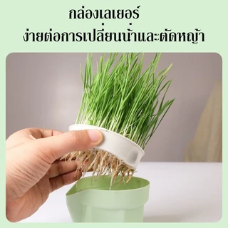 AimayaPet หญ้าแมว ต้นข้าวสาลีแมว ชุดปลูกข้าวสาลี เสริมสร้างภูมิคุ้มกัน ปลูกง่าย โตไว(แถมเมล็ด4ซอง)