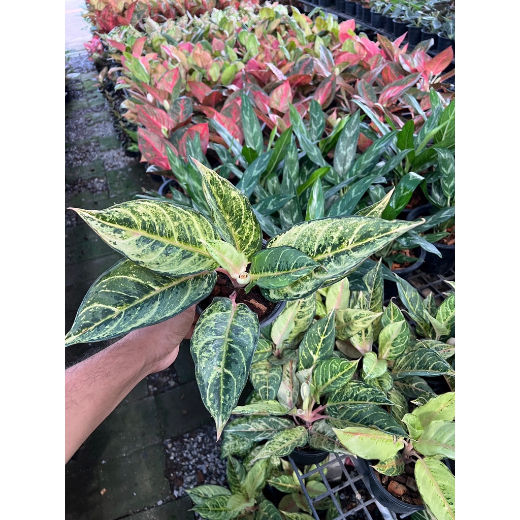 มุมมอง 4