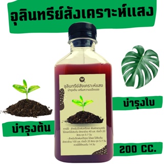 จุลินทรีย์สังเคราะห์แสง ขนาด 200 cc. แพ็ค 3 ขวด 49 บาท!!! สามารถขยายเชื้อต่อได้ไม่มีที่สิ้นสุด