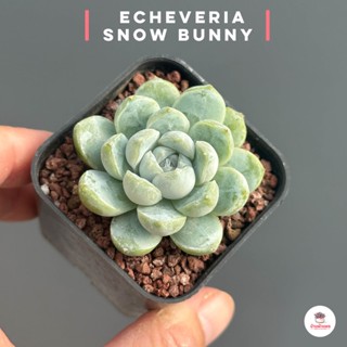 Echeveria Snow Bunny #หัวเดี่ยว ไม้อวบน้ำ กุหลาบหิน Cactus&amp;Succulent หลากหลายสายพันธุ์