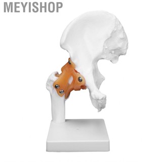 Meyishop Hip  Model Human Joint Teaching Skeleton