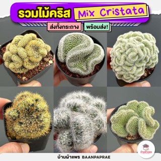 รวมไม้คริส Mix Cristata แคคตัส กระบองเพชร cactus&amp;succulent