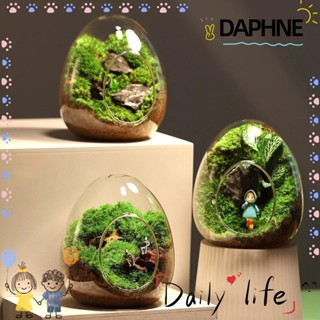 Daphne ขวดแก้วมอส รูปไข่ สําหรับสวนขวด ภูมิทัศน์ขนาดเล็ก