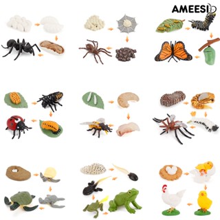 Ameesi ของเล่นวงจรการเจริญเติบโตของสัตว์ พลาสติกจําลอง เพื่อการเรียนรู้ สําหรับเด็กก่อนวัยเรียน