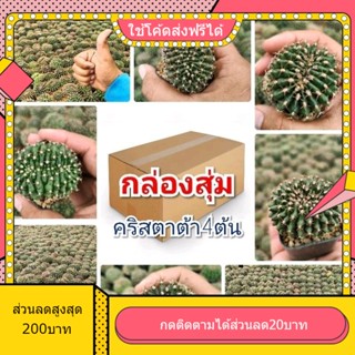 SET คริสตาต้า ทรงสวย ไม้เมล็ด ได้4ต้น สุดคุ้ม