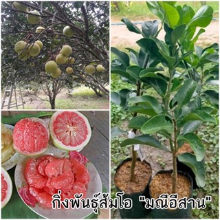 กิ่งพันธุ์ส้มโอมณีอีสาน ต้นส้มโอมณีแดงอีสาน ต้นเสียบยอด ขนาด 60 - 70 cm ส้มโอเนื้อแดง