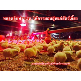 หลอดอินฟาเรด สำหรับกกลูกไก่ อบลูกไก่ ลูกหมู ลูกสุนัข ให้ความอบอุ่นสัตว์เล็ก 100 วัตต์  ราคา 290 บาท