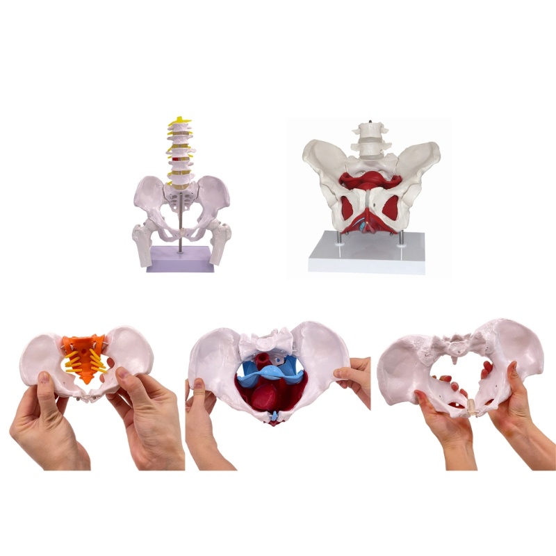 แบบจําลองโครงสร้าง Pelvis หญิงด้านบนพร้อมกล้ามเนื้อรุ่น Pelvis เคลื่อนย้ายได้สําหรับศึกษาโรงเรียน