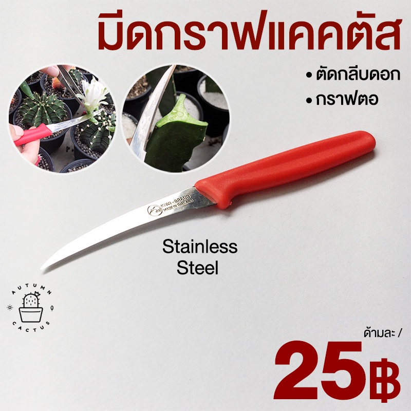 🔪🔪มีดกราฟ มีดกราฟกระบองเพชร แคคตัส กราฟตอ ตัดกลีบดอก ผสมเกสร มีดแกะสลัก สแตนเลส ด้ามพลาสติกแดง 🔪🔪