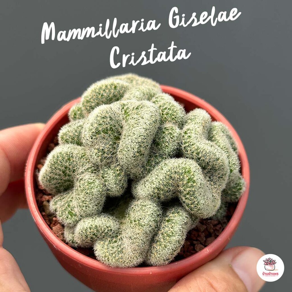 Mammillaria Giselae Cristata ไม้อวบน้ำ กุหลาบหิน cactus&amp;succulentหลากหลายสายพันธุ์