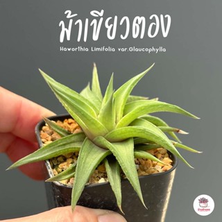 ม้าเขียวตอง Haworthia Limifolia var.Glaucophylla ฮาโวเทีย ไม้อวบน้ำ กุหลาบหิน cactus&amp;succulentหลากหลายสายพันธุ์