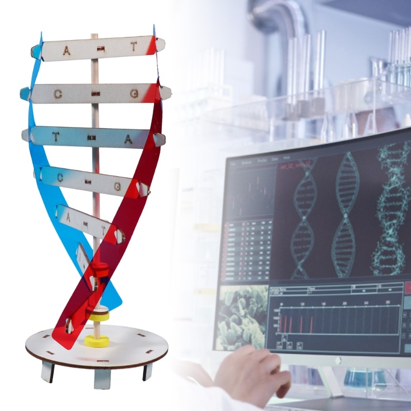 ✿ DNA Model Biological Science Teaching Aid Early Education Toy for DNA Assembling