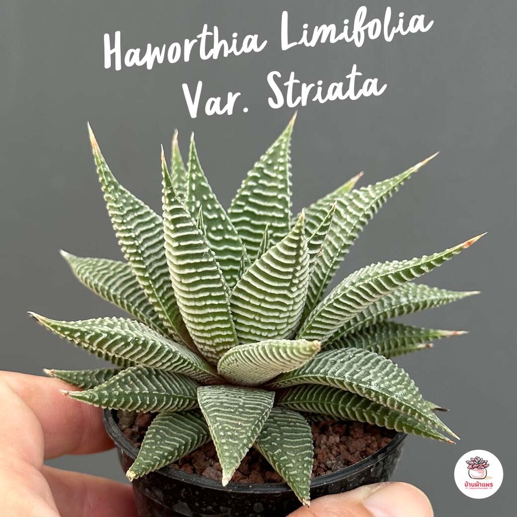 Haworthia Limifolia Var. Striata ฮาโวเทีย ไม้อวบน้ำ กุหลาบหิน cactus&amp;succulentหลากหลายสายพันธุ์