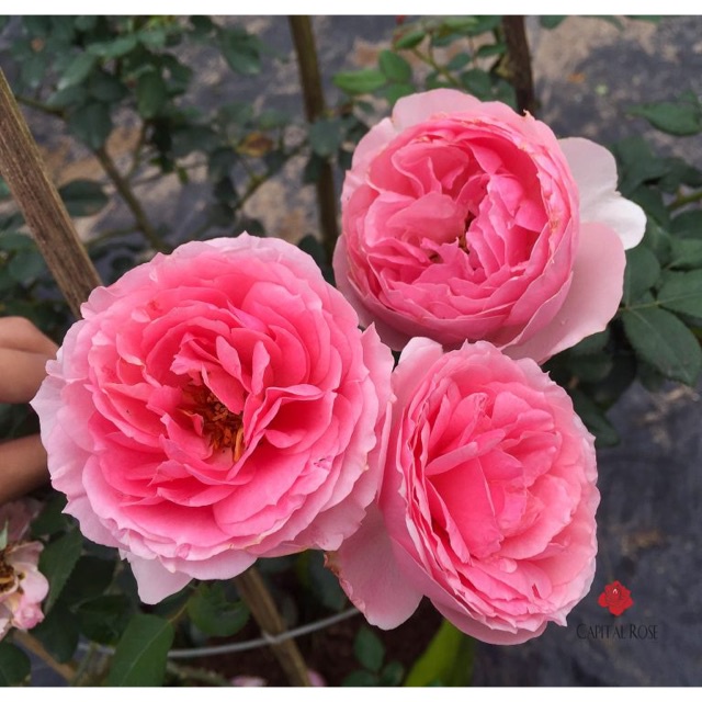 Eckart wizigmann rose - น้ําเต้าใหญ่ ต้นผู้ใหญ่ใหญ่