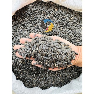 Black Sunflower Seeds ทานตะวันดำ ฮังการี เม็ดเล็ก อาหารนกแก้วทุกสายพันธุ์ สัตว์ฟันแทะ แบ่งขาย 1 กิโลกรัม