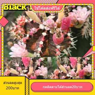 เมล็ด Black Bone แบร็คโบน 1หลอด ได้150เมล็ด+++