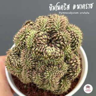 ยิมโนคริส #โคลนนาคราช Gymnocalycium cristata แคคตัส กระบองเพชร cactus&amp;succulent