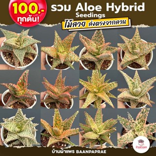 Aloe Hybrid seedings อโลไฮบริด ไม้เมล็ด #100บาท ทุกต้น ไม้อวบน้ำ กุหลาบหิน cactus&amp;succulentหลากหลายสายพันธุ์