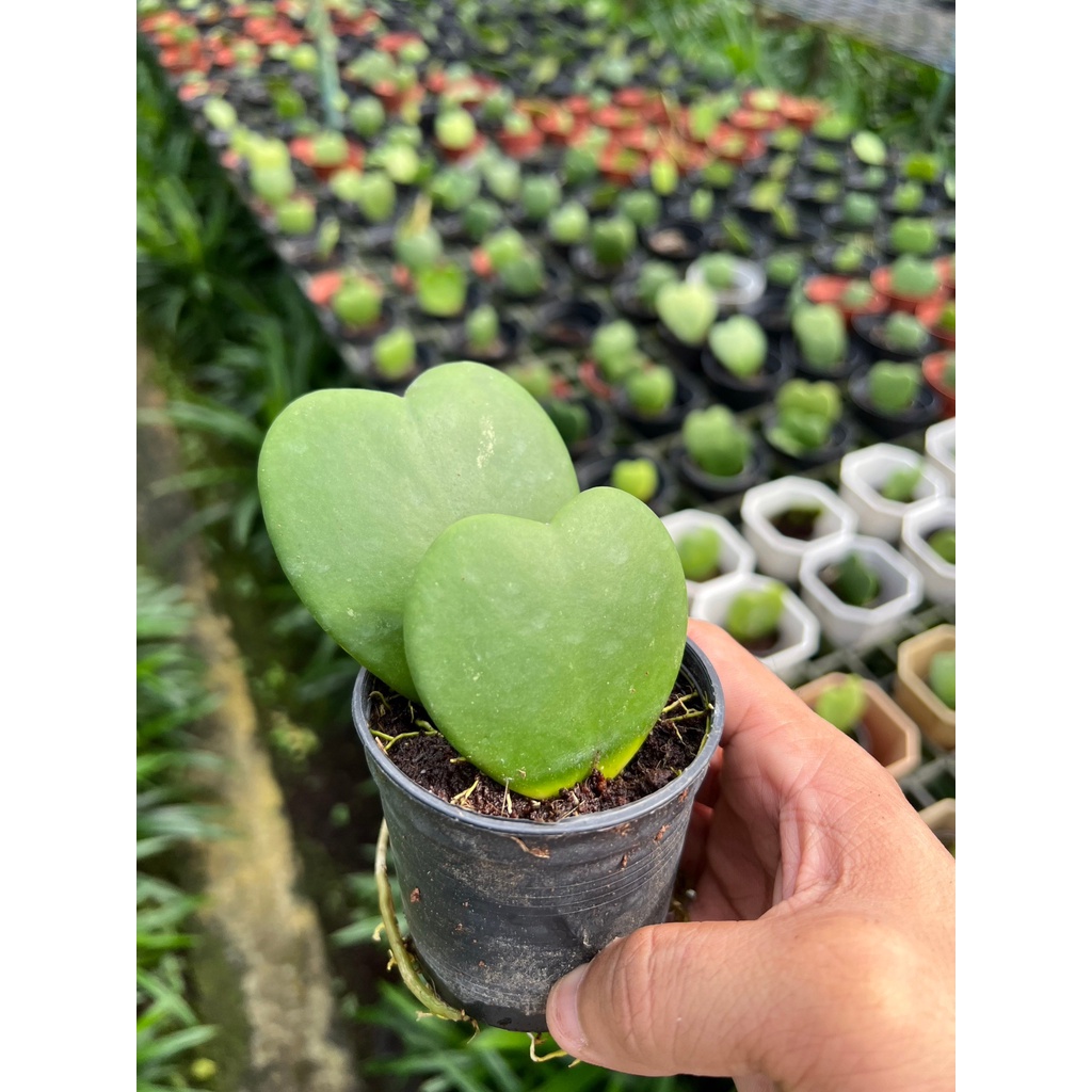 มุมมอง 2