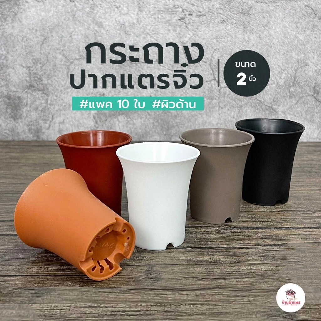 [ 10 ใบ ] กระถาง 2 นิ้ว [ ปากแตรจิ๋ว ] กระถางพลาสติก แคคตัส กระบองเพชร ไม้อวบน้ำ Cactus&Succulent