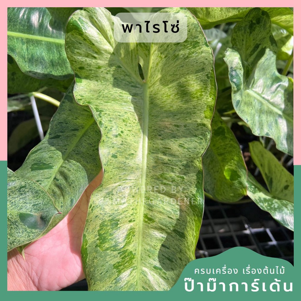 Philodendron Paraiso Verde ฟิโลเดนดรอนพาไรโซ่ เวอร์เด