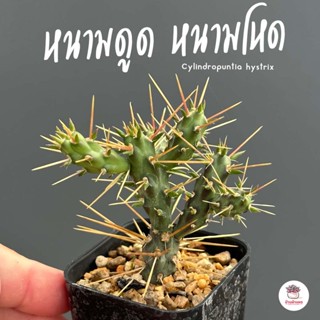 หนามดูด หนามโหด #กระถาง 2 นิ้ว Cylindropuntia hystrix แคคตัส กระบองเพชร cactus&amp;succulent