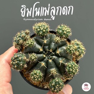 ยิมโนแม่ลูกดก #กระถาง 2.5 นิ้ว Gymnocalycium damsii แคคตัส กระบองเพชร cactus&amp;succulent