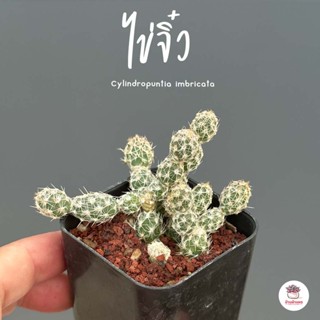 ไข่จิ๋ว Cylindropuntia imbricata แคคตัส กระบองเพชร cactus&amp;succulent