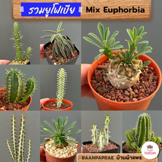 รวมยูโฟเบีย Mix Euphorbia แคคตัส กระบองเพชร ไม้อวบน้ำ cactus&amp;succulent