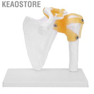 Keaostore 1:1 Life-Size Human Shoulder Joint Model  With Liga.