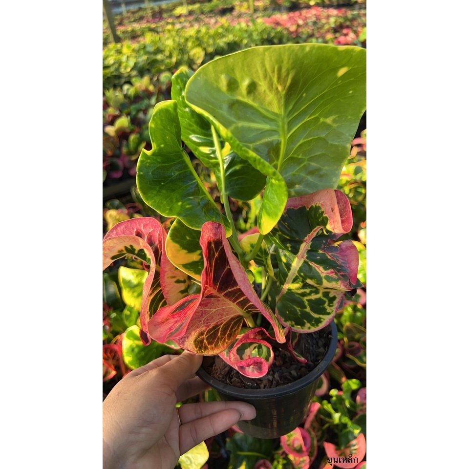 มุมมอง 2