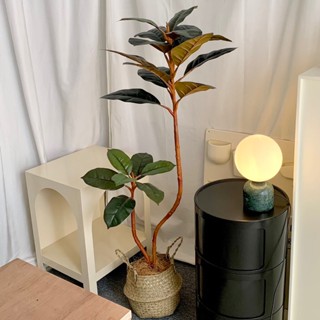 [พร้อมส่ง] ต้นยางอินเดีย (Rubber Plant) ต้นไม้ปลอม