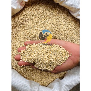 มิลเล็ตขาว White Millet แบ่งขาย 200 กรัม อาหารเสริมสำหรับนกและแฮมสตอร์