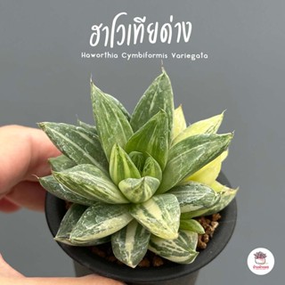 Haworthia Cymbiformis Variegata ฮาโวเทีย ไม้อวบน้ำ กุหลาบหิน cactus&amp;succulentหลากหลายสายพันธุ์