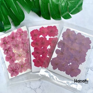 【พร้อมส่ง】ดอกซากุระทับแห้ง (Sakura) ดอกไม้จริงทับแห้ง Pressed Flowers💐