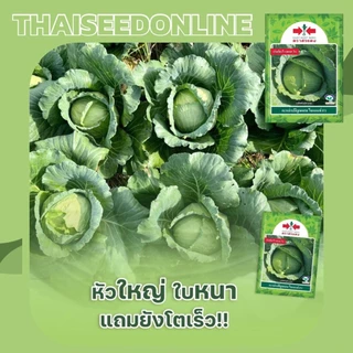 ตราศรแดง EWCOM เมล็ดพันธุ์ กะหล่ำปลีไจแอนท์ 50กรัม ตราศรแดง