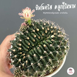 ยิมโนคริส #ลูกไร้หนาม Gymnocalycium cristata แคคตัส กระบองเพชร cactus&amp;succulent