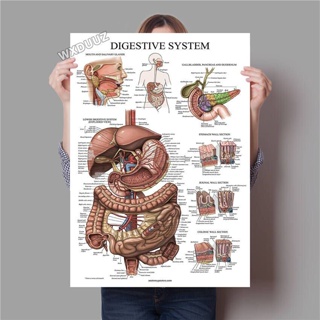 โปสเตอร์ภาพวาดผ้าใบ รูปกายวิภาคศาสตร์มนุษย์ สําหรับตกแต่งผนังบ้าน สํานักงาน การแพทย์