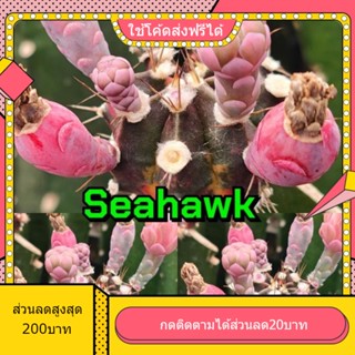 เมล็ด Seahawk 1หลอด ได้150เมล็ด+++