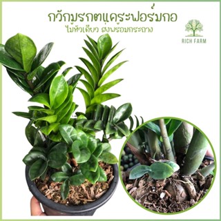 กวักมรกตแคระ พันธุ์ฮอลแลนด์ Zamioculcas Zamifolia Dwarf (Holland) กวักเขียวใบแคระ ต้นไม้มงคลฟอกอากาศ ปลูกในบ้านได้