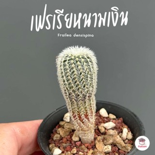 เฟรเรียหนามเงิน Frailea densispina ไม้อวบน้ำ กุหลาบหิน cactus&amp;succulent