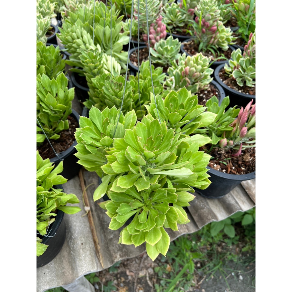 มุมมอง 3