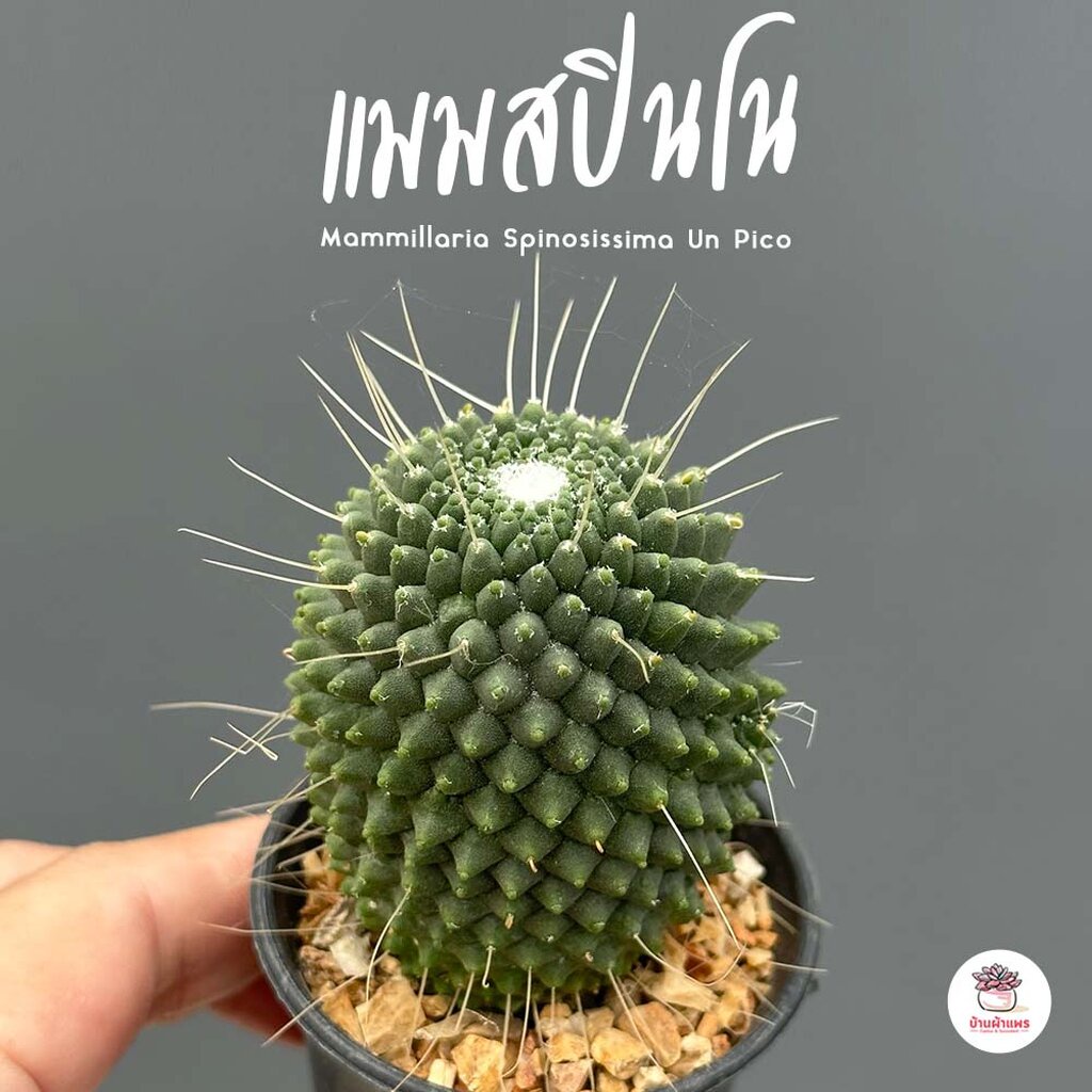 Mammillaria Spinosissima Un Pico แคคตัส กระบองเพชร cactus&succulent
