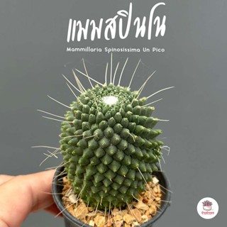 Mammillaria Spinosissima Un Pico แคคตัส กระบองเพชร cactus&amp;succulent