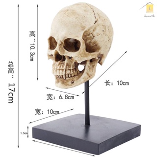 ☠️โมเดลเรซิ่น รูปกะโหลกมนุษย์ สําหรับตกแต่งฮาโลวีน RH-6146 #homeroom