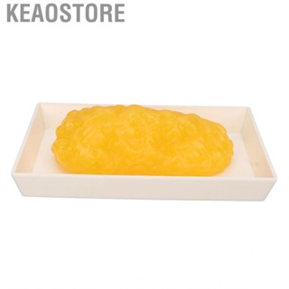 Keaostore Authentic Human Body Fat Replica Anatomical Model